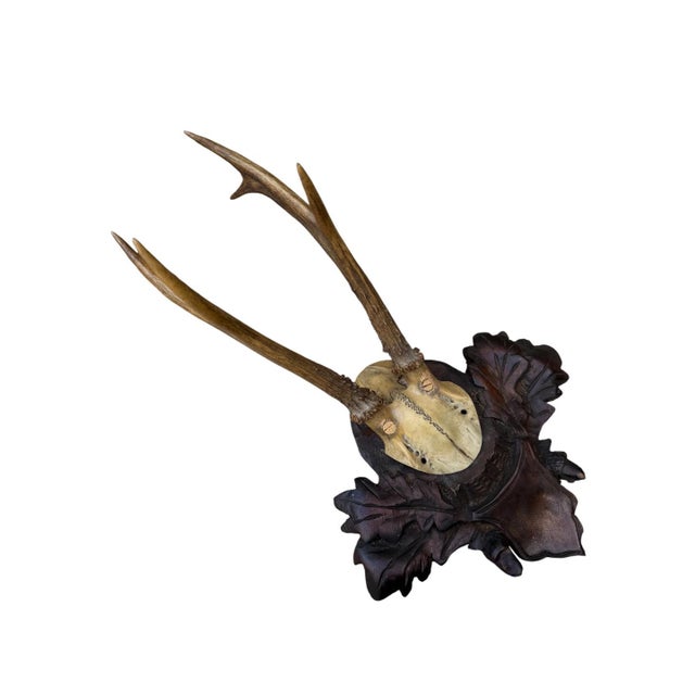 Cabin Roe Deer Trophy 148 Black Foret Antlers For Sale - Image 3 of 5