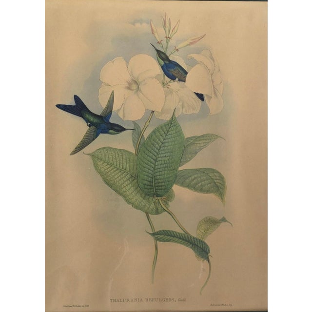After W. Hart & HC Richter, Thalurania Refulgens and Hylonympha Macrocerca, 1800s, Hand-Colored Lithographs, Set of 2 For Sale - Image 5 of 18