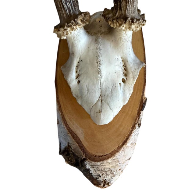 Roe Deer Trophy 185 Black Forest Antlers Mount For Sale - Image 4 of 5