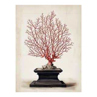 Red Sea Gorgonian Coral — Antique Natural History Illustration For Sale