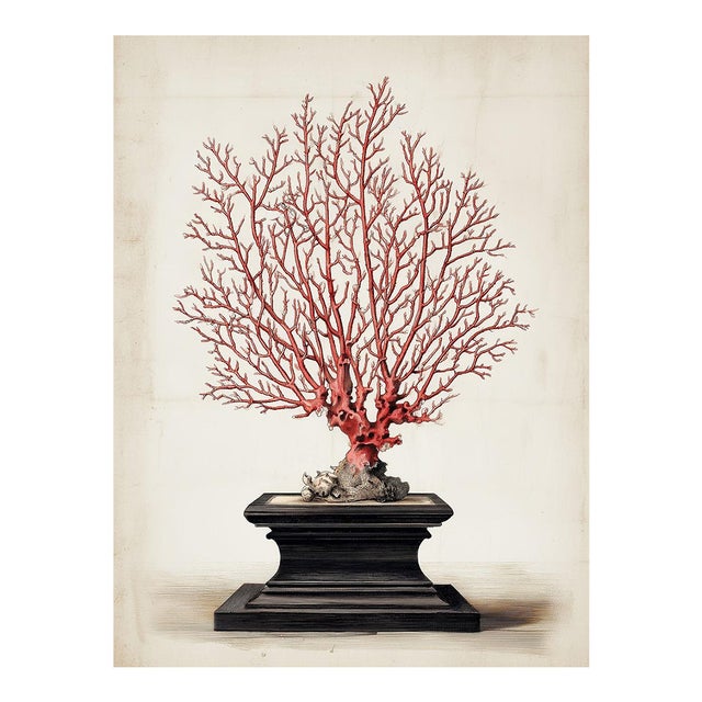 Red Sea Gorgonian Coral — Antique Natural History Illustration For Sale