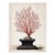 Red Sea Gorgonian Coral — Antique Natural History Illustration For Sale