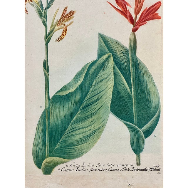 Celandine Poppy by Weinmann, 1787 For Sale - Image 4 of 4