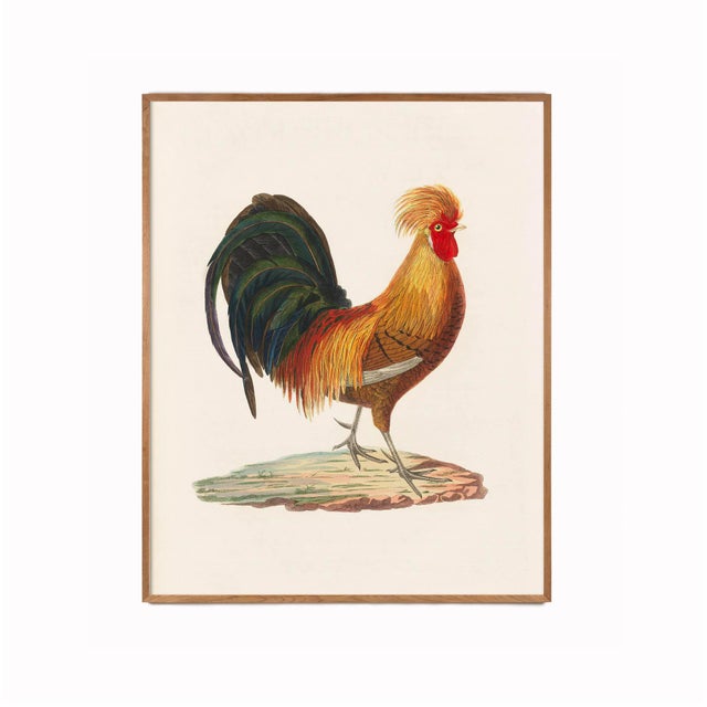 Orange Antique Chicken Farmhouse Print For Sale - Image 8 of 8