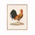 Orange Antique Chicken Farmhouse Print For Sale - Image 8 of 8