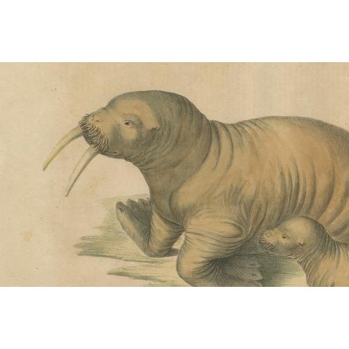 Early 19th Century Karl Joseph Brodtmann, Walrus, 1816, Lithograph For Sale - Image 5 of 9