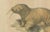 Early 19th Century Karl Joseph Brodtmann, Walrus, 1816, Lithograph For Sale - Image 5 of 9
