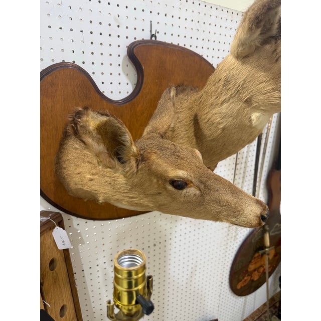 2000 - 2009 Pair of Whitetail Deer Head Shoulder Mounts Taxidermy Buck & Doe 26x16 For Sale - Image 5 of 8