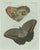 Bertuch, Two Exotic Butterflies, C. 1800, Engraving For Sale - Image 9 of 9