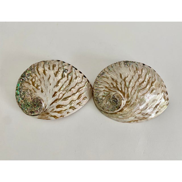 Chinoiserie Rare Polished Pale Pink Abalone Shell For Sale - Image 3 of 7