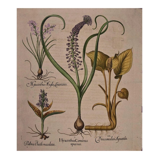 Basilius BeslerFlowering Hyacinth & Calla Plants: A Besler Hand-Colored Botanical Engraving, 1713 For Sale