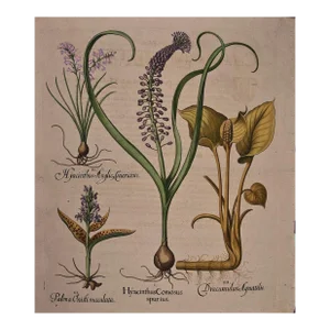 Basilius BeslerFlowering Hyacinth & Calla Plants: A Besler Hand-Colored Botanical Engraving, 1713