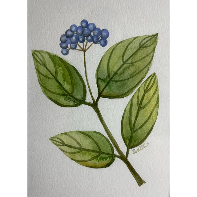 Contemporary Blue Berry Stem Original Water Color Painting Signed and Framed For Sale - Image 3 of 4