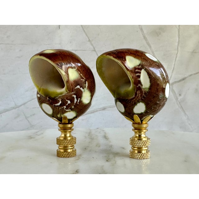 Spotted Shell Lamp Finials on Brass Hardware - a Pair For Sale - Image 9 of 9