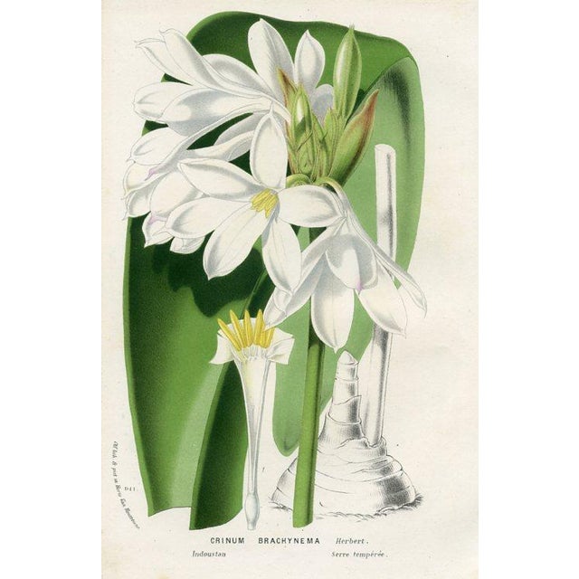 Original antique botanical print from Flore des Serres (Flowers of the Greenhouse) edited by Louis van Houtte. This hand-...