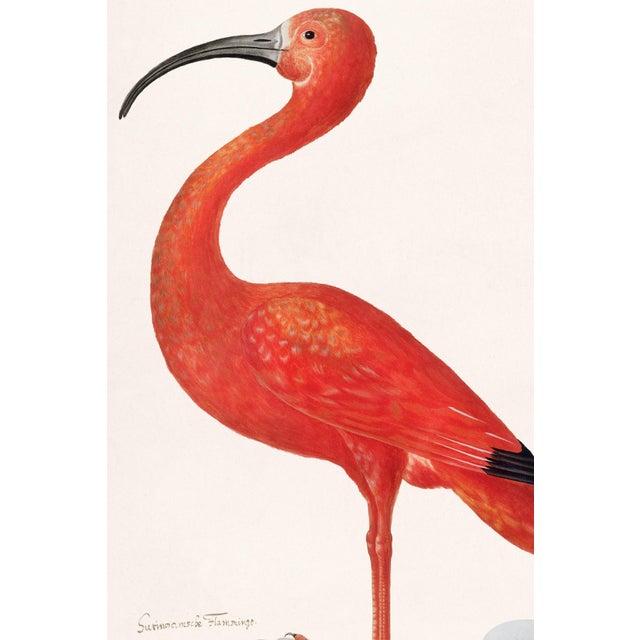 A striking natural history illustration featuring a scarlet ibis rendered in vibrant crimson tones against a warm...