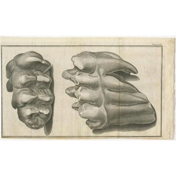 Antique Prints of Mammoth Fossils, 1810, Set of 3 For Sale - Image 3 of 5