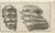 Antique Prints of Mammoth Fossils, 1810, Set of 3 For Sale - Image 3 of 5