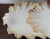 Metal Antique Porcelain Shell Serving Dish 19th C. Gold Gilt For Sale - Image 7 of 12