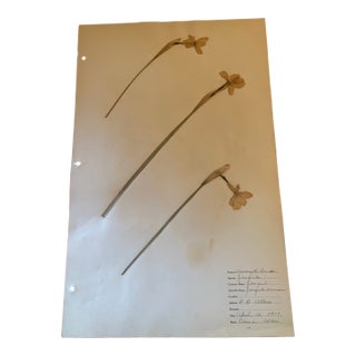Authentic Vintage Flower Specimens 1917 For Sale