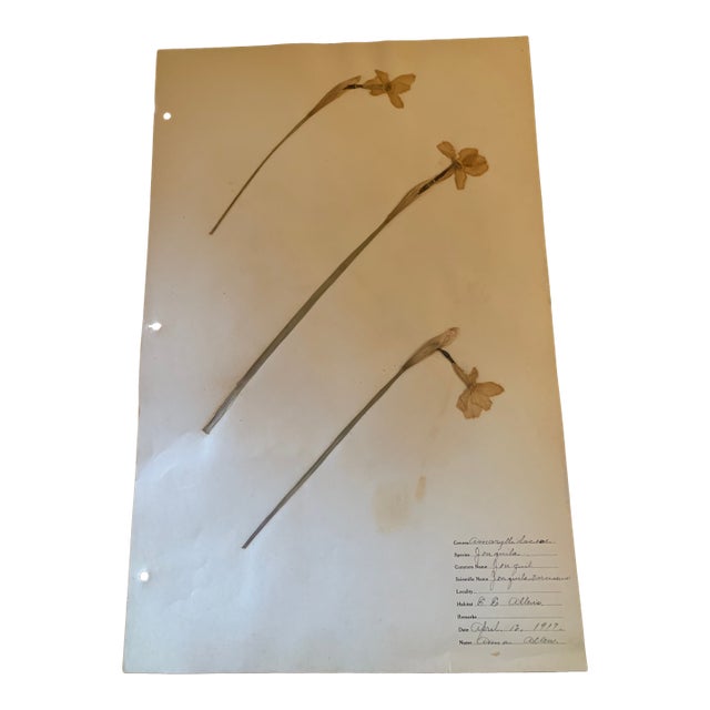 Authentic Vintage Flower Specimens 1917 For Sale