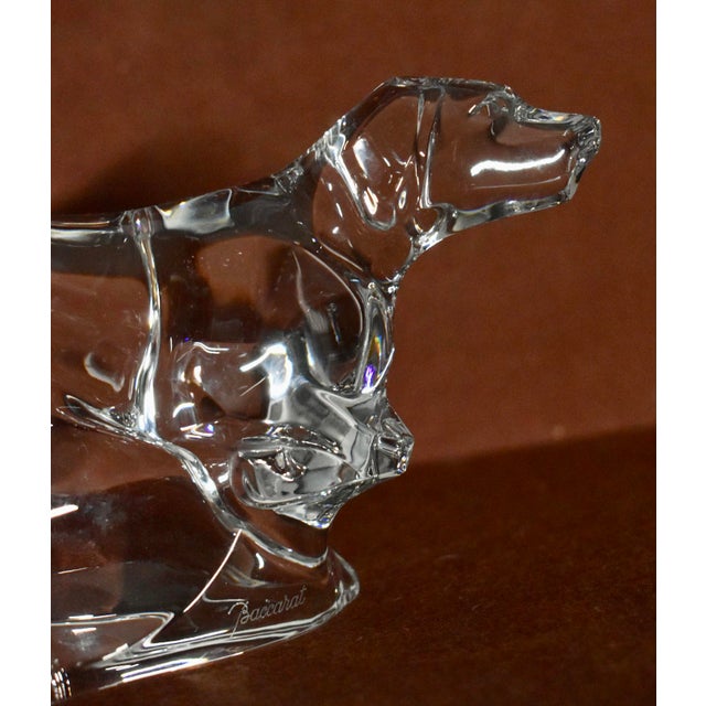 Baccarat Baccarat Crystal German Pointer Dog Figurine Paperweight For Sale - Image 4 of 13