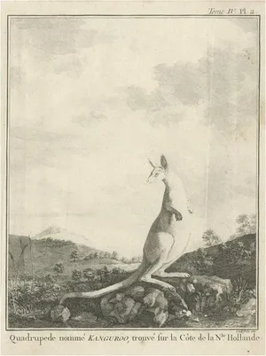 After George Stubbs, Kangaroo in Australia, 1744, Copper Engraving