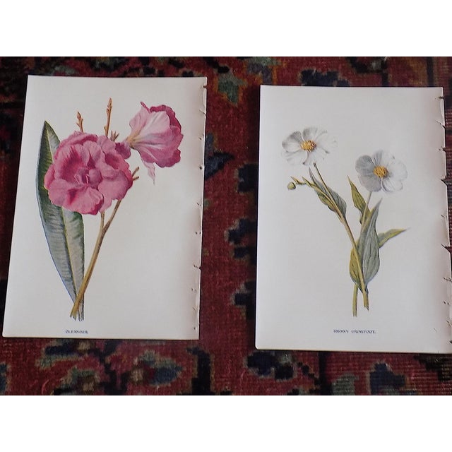 Antique 19th Century Edward Hulme Botanical "Garden Flowers" Lithographs - Set of 12 - Super Price! For Sale - Image 4 of 9
