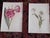 Antique 19th Century Edward Hulme Botanical "Garden Flowers" Lithographs - Set of 12 - Super Price! For Sale - Image 4 of 9