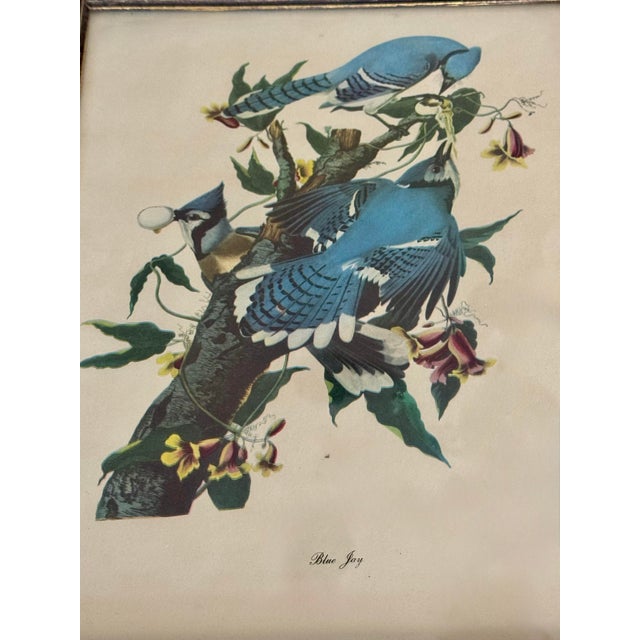 English Vintage Audubon-Style Framed Bird Prints — Set of Four For Sale - Image 3 of 12