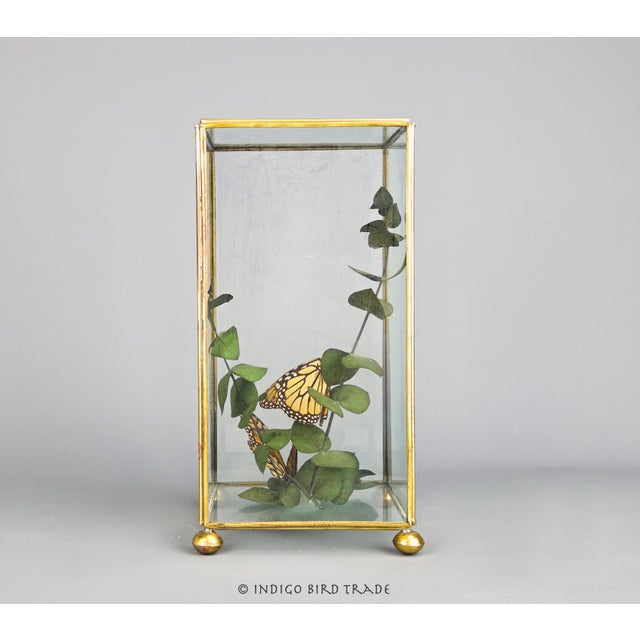 Orange Vintage Centerpiece Real Monarch Butterflies Taxidermy in the Glass Curio Cabinet Case For Sale - Image 8 of 8