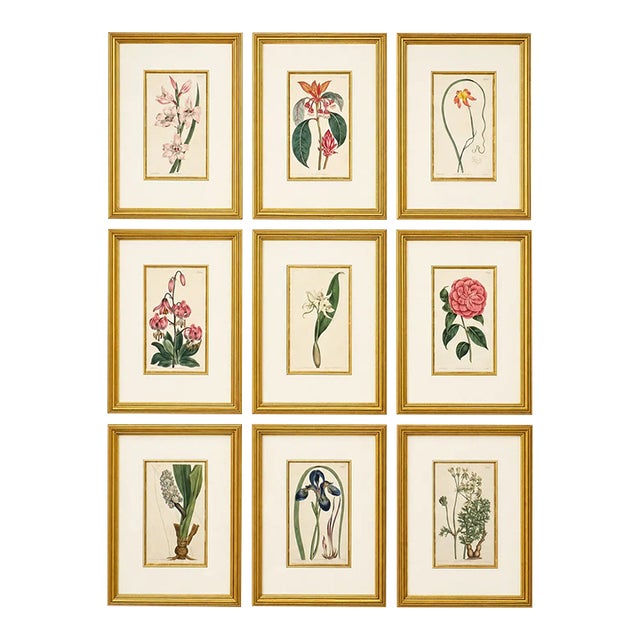 Set of 9 Original 1842 Curtis Botanical Prints in Ornate Gold-Leaf Gesso Matting – Framed For Sale