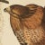 Printmaking Materials 1990s Red-Shouldered Hawk After Audubon, Large Cottage Style Print For Sale - Image 7 of 12