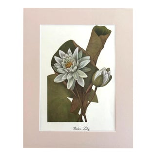 Vintage Mary Vaux Walcott Print in 11x14 Mat, Ready to Frame: Water Lily For Sale