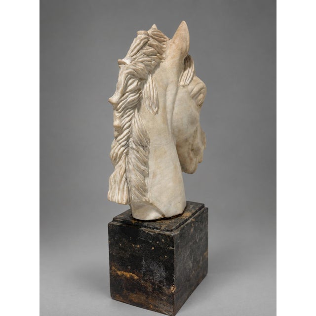 Grand Tour–Style Marble Horse Head on a Marble Plinth, Italian C. 1900 For Sale - Image 11 of 14