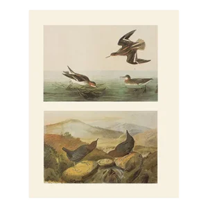 1966 Vintage Cottage Print "Northern Phalarope & American Dipper" After John James Audubon