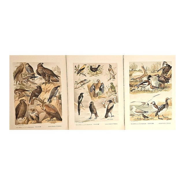 1897 Set of 3 French Antique Chromolithographs-Birds, Documentation For Sale
