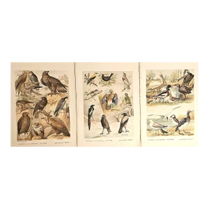 1897 Set of 3 French Antique Chromolithographs-Birds, Documentation