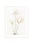 Illustration Celerie Kemble Curated Australian Botanical IX (36x48) in White Frame For Sale - Image 3 of 4