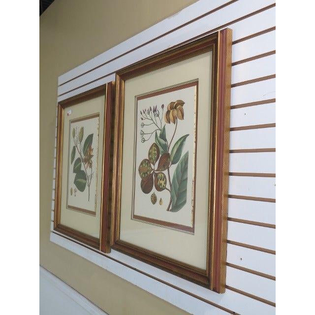 John Richard Framed & Matted Botanical Prints a Pair Chairish