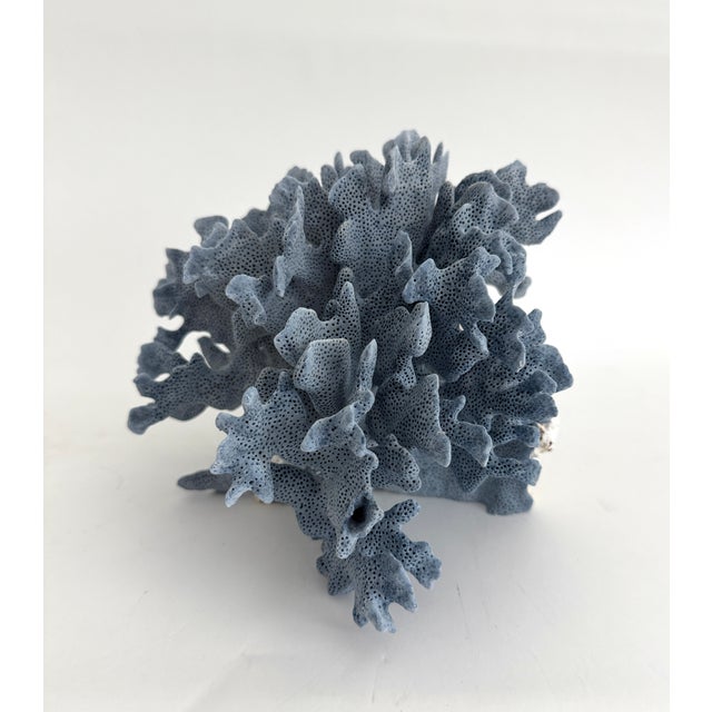 Late 20th Century Natural Blue Coral Specimen For Sale - Image 5 of 7