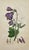 Presenting a collection of six authentic, hand-colored botanical and natural history engravings by the renowned English...