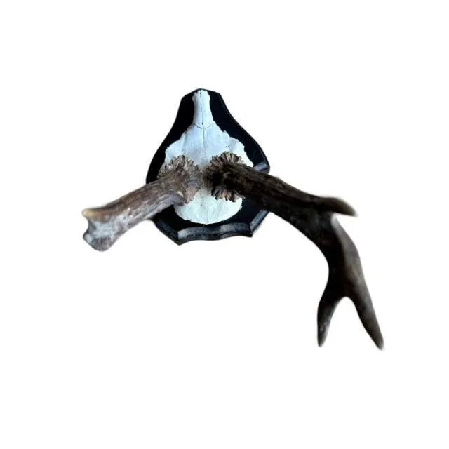 1970s 1970s Roe Deer Trophy #843 Antlers For Sale - Image 5 of 8