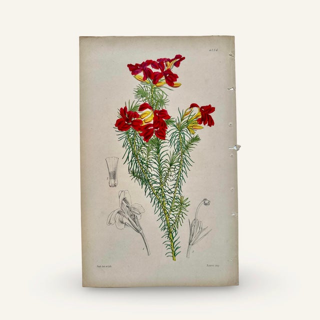 English Set of Two 19th Century Hand Colored Lithographs of Red Flowers For Sale - Image 3 of 3