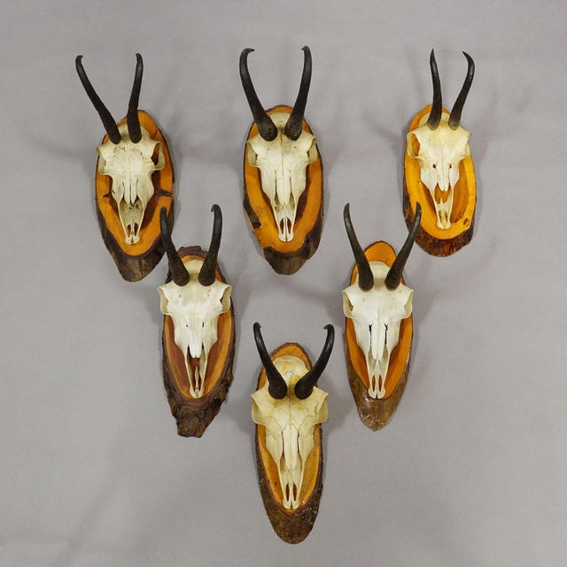 Set of Six Chamois Trophies on Birch Slices Germany ca. 1960s Vintage set of six chamois (Rupicapra rupicapra) trophies...