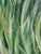 Green Painting - Red Poppies For Sale - Image 8 of 10