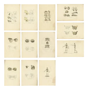 Anatomy Illustrations of Osteology, 1839, Prints, Set of 12