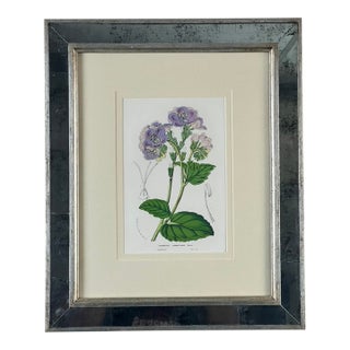 Vintage Trowbridge Custom Framed Botanical Print “Cosmanthus Grandiflorus” After Louis Van Houtte (1810–1876) For Sale