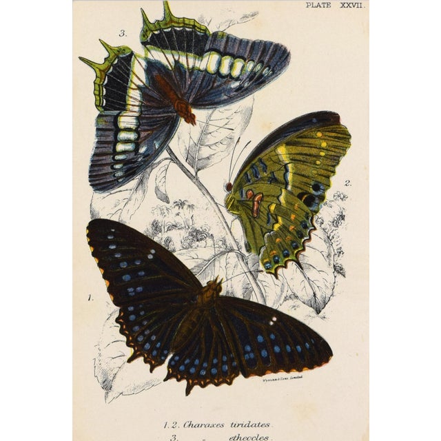 19th Century Antique English Butterfly Print 1897 For Sale - Image 4 of 4