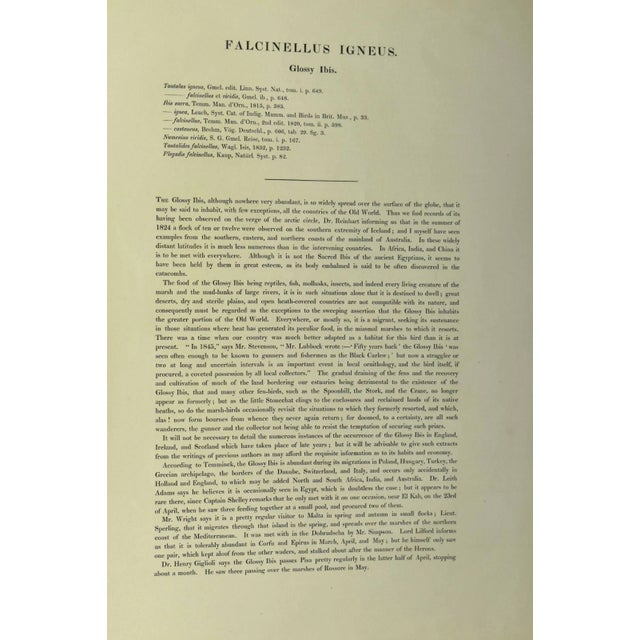 19th Century Original Antique John Gould Fallcinellus Igneus Color Bird Lithograph Reproduction Print For Sale - Image 5 of 6